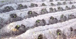 pimentón - manejo agronomico del cultivo de pimentón