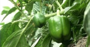 pimentón - manejo agronomico del cultivo de pimentón