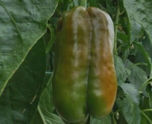pimentón - manejo agronomico del cultivo de pimentón