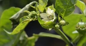 pimentón - manejo agronomico del cultivo de pimentón