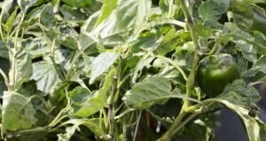 pimentón - manejo agronomico del cultivo de pimentón