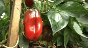 pimentón - manejo agronomico del cultivo de pimentón