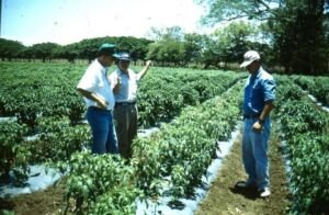 pimentón - cultivo de pimentón