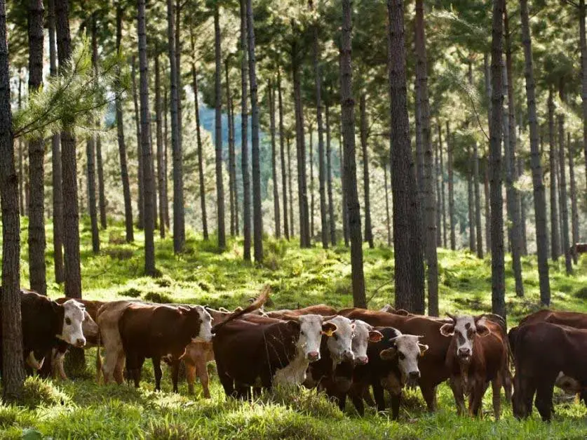 Agrosilvicultura