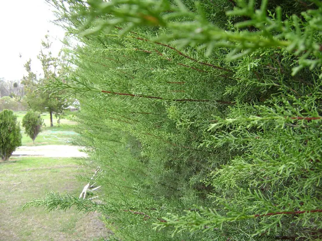 pinos en jardines como ornamento 