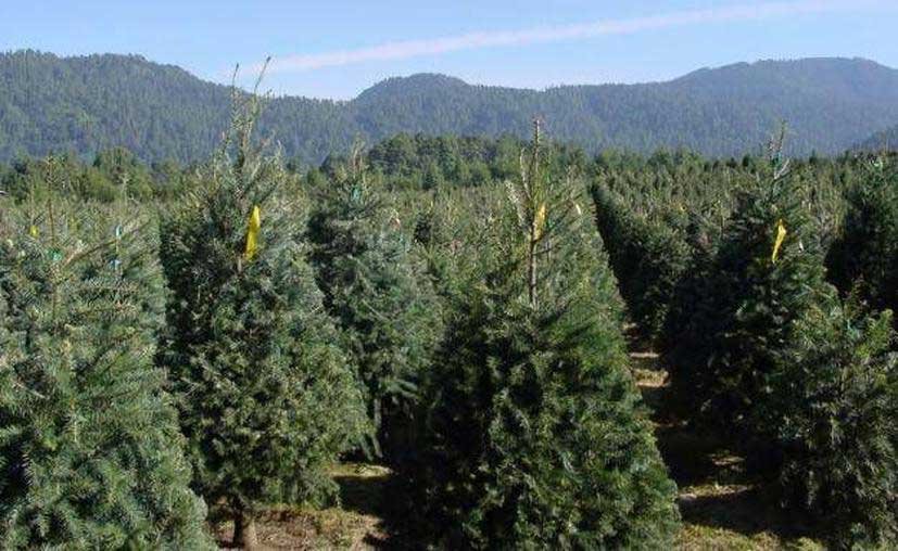 plantaciones de pinos para ser usados en navidad