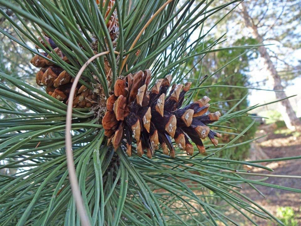Piña de pino o piñón de la especie "Pinus nigra"