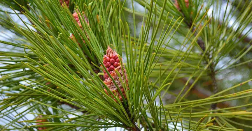 Piña de pino o piñón de la especie "Pinus marítimo"