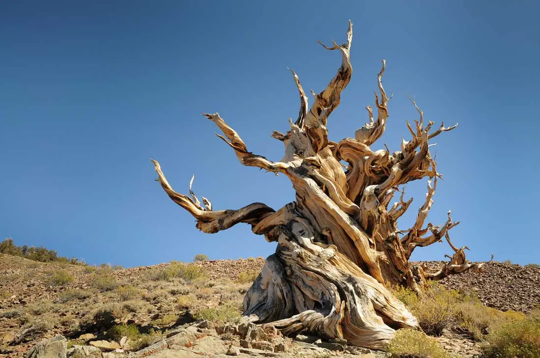 Pino de Bristlecone