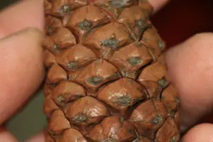 pino - piñas de pino