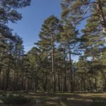 pino - cultivo de pino maderable