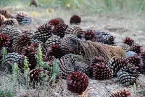pino - piñas de pino