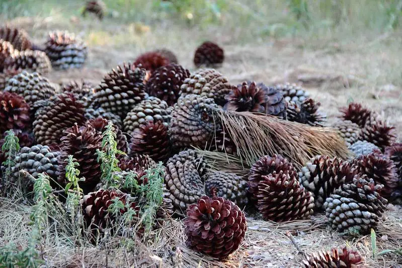 Piñas de pino silvestre