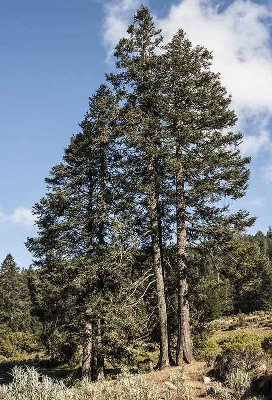 pino pinabel en montaña