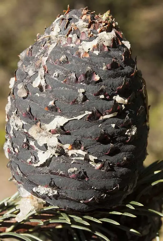 Cono de pino Pinabel