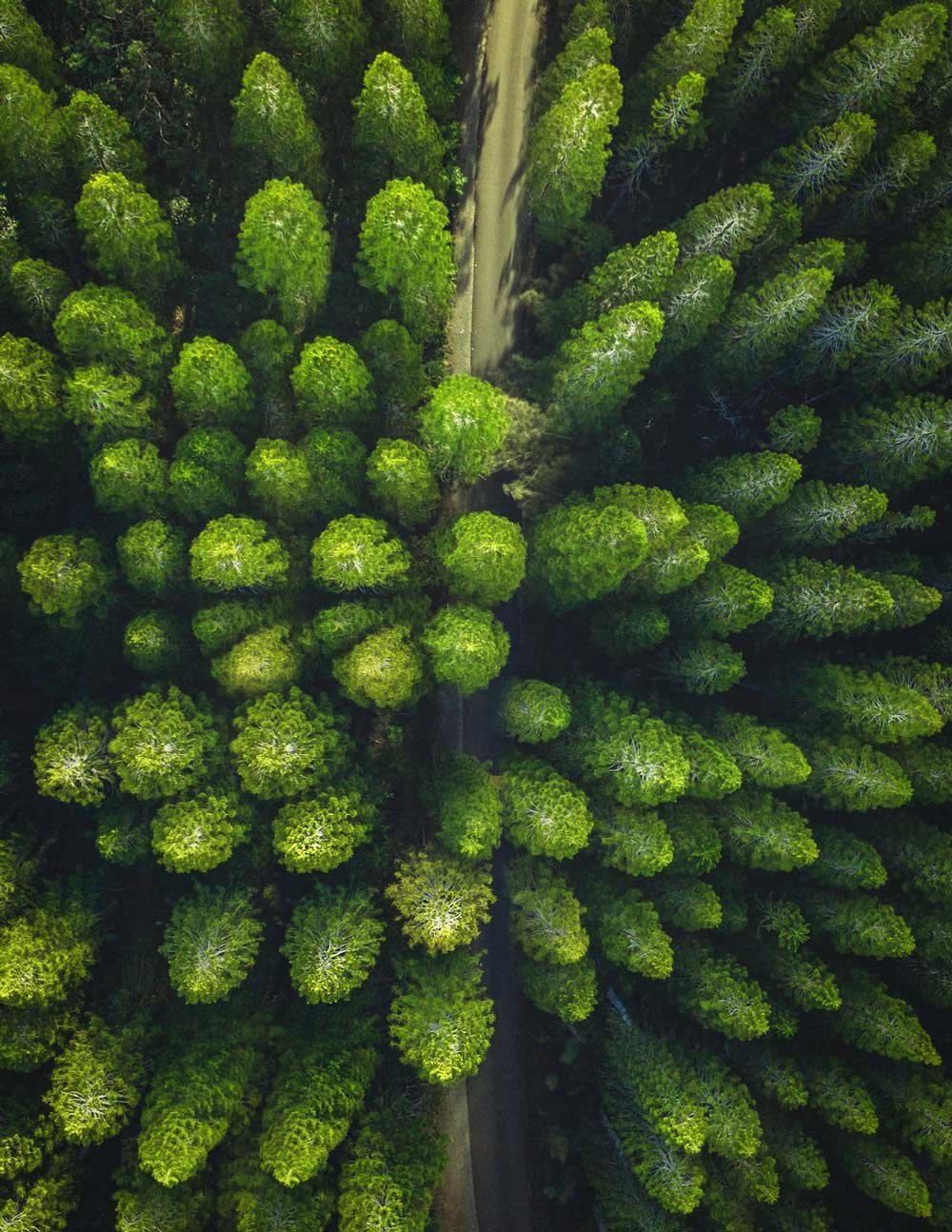 vista aérea de plantación de pinos