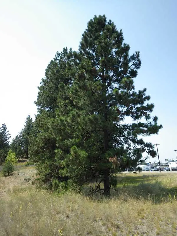 Pinos ponderosa