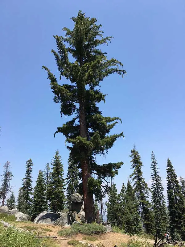 Pinos azúcar en montaña