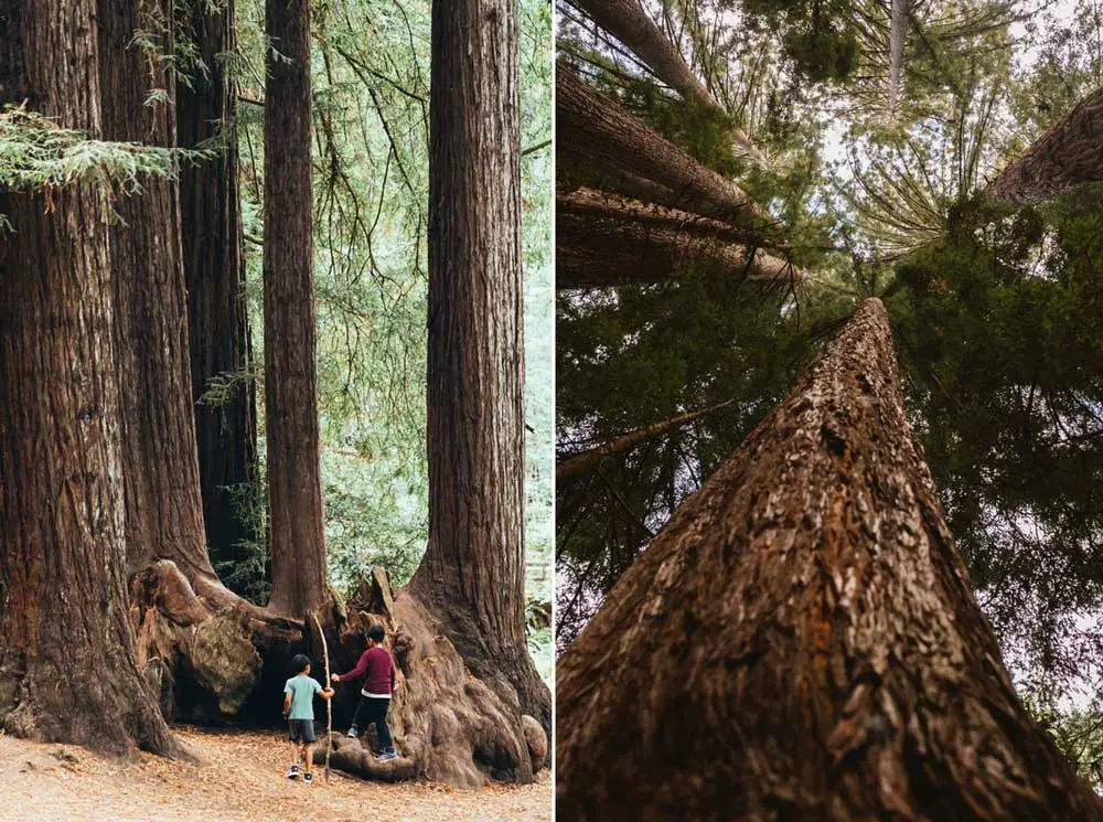 Inmensos pinos Sequoia