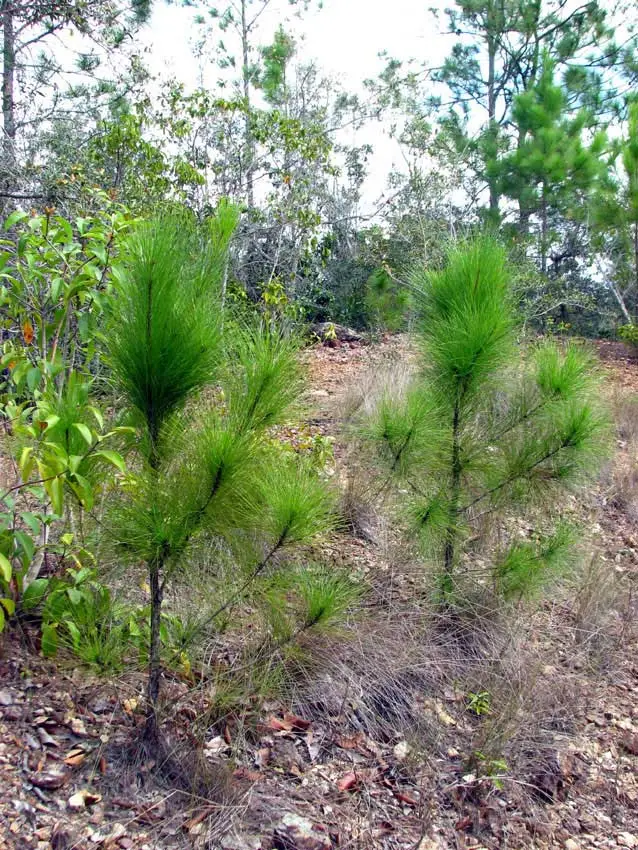 plantación de pino caribe