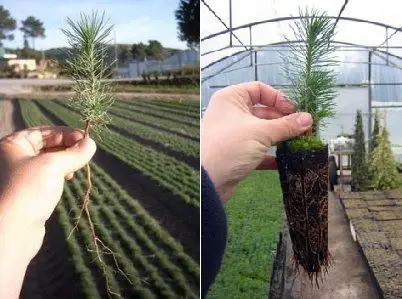 Planta de pino a raíz desnuda y en cepellon.