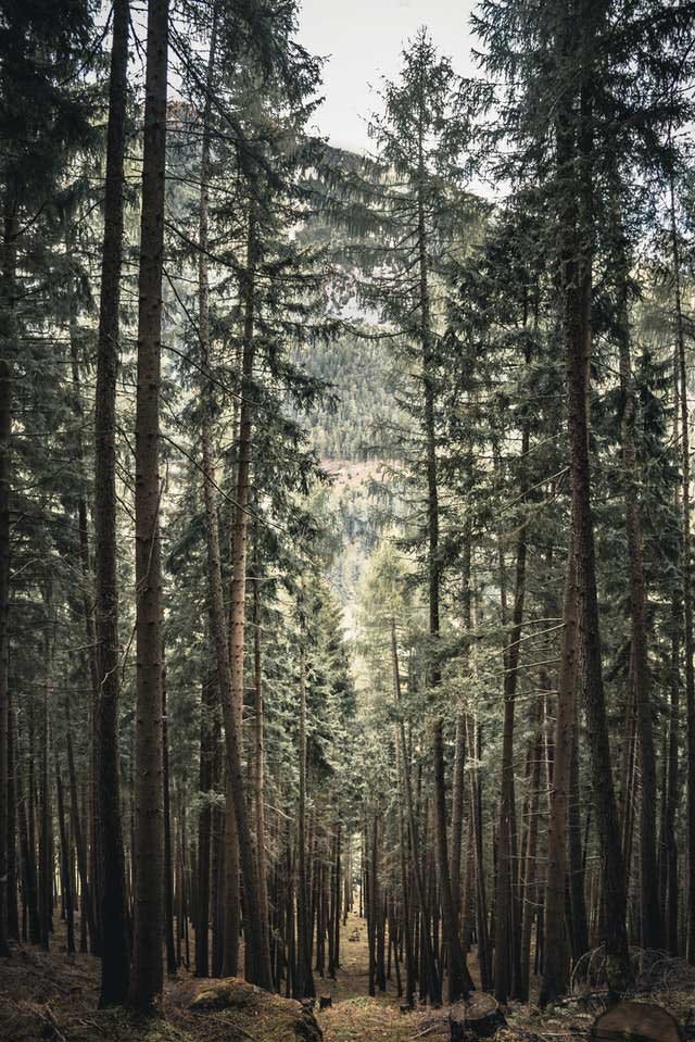 bosque de pinos con largos tallos