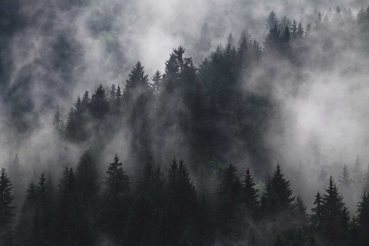 bosque de pino