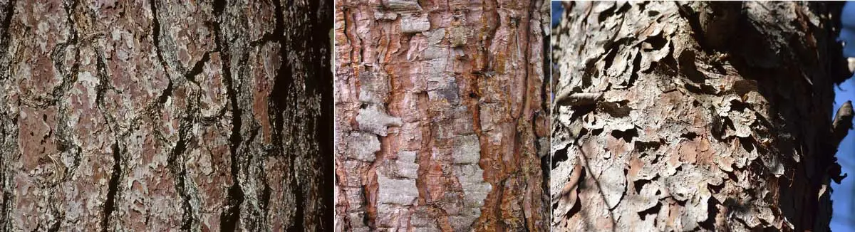 tronco de pino