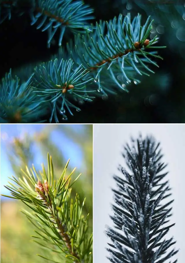 Diferentes colores de las hojas de pinos