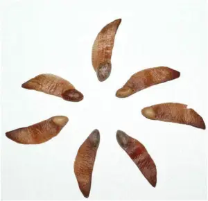 pino - piñas de pino