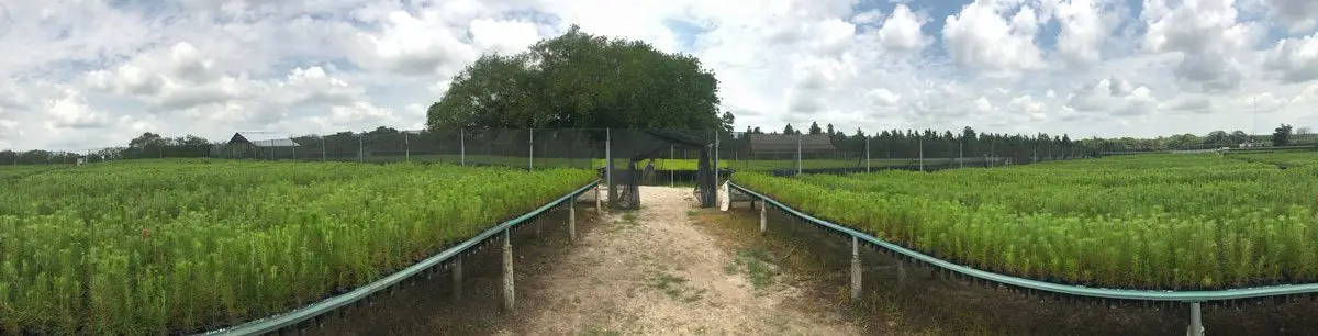Vivero de pino