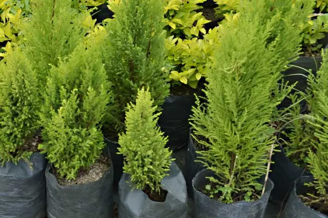 Plantas de pino en vivero