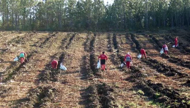Plantación de pinos en una parcela que fue subsolada