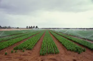 pino - cultivo de pino