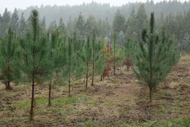 Plantas de pinos separadas entre sí