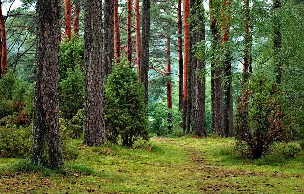 bosque lleno de pinos