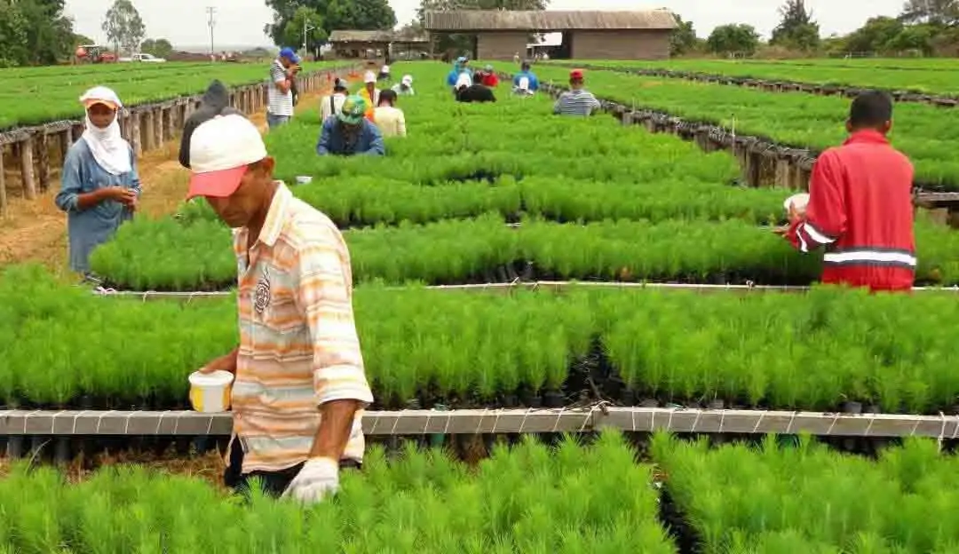 personas en vivero de pinos haciendo labores 