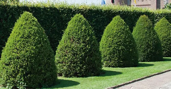 un jardín con 6 pinos