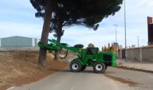 pino - cultivo de pino