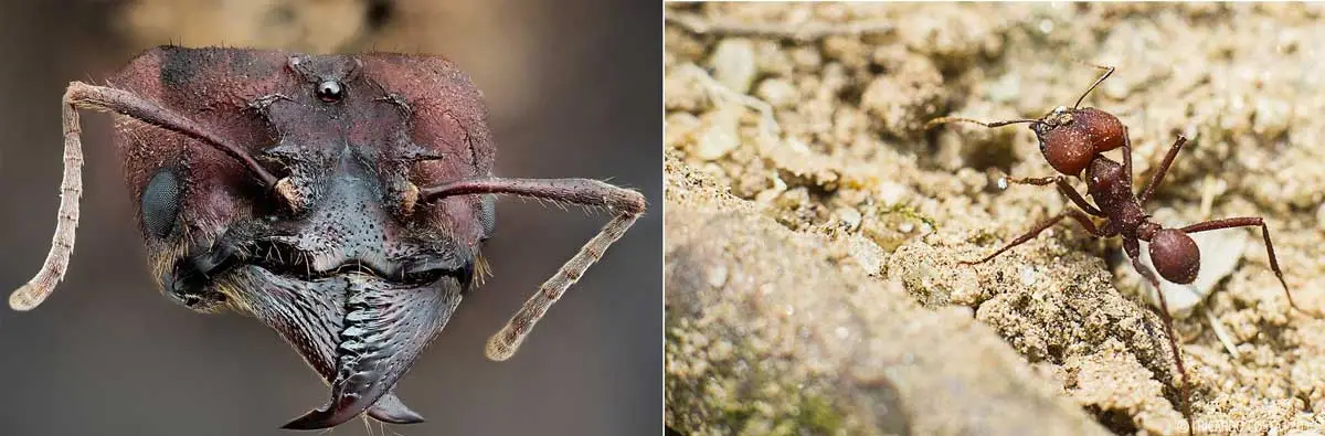 hormiga arriera