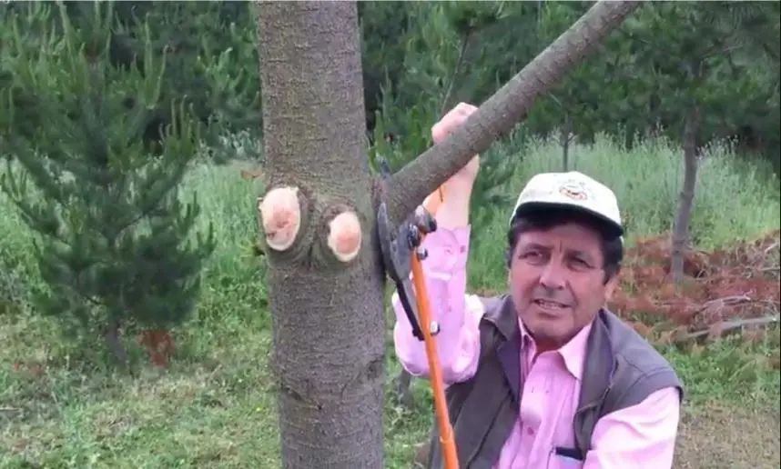 poda de pino