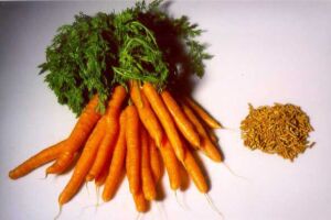 cultivo de zanahoria - importancia del cultivo de zanahoria