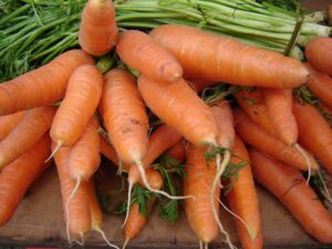 cultivo de zanahoria - importancia del cultivo de zanahoria