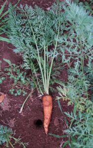 cultivo de zanahoria - pasos para el cultivo de zanahoria