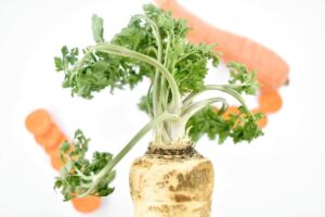 cultivo de zanahoria - importancia del cultivo de zanahoria