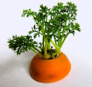cultivo de zanahoria - importancia del cultivo de zanahoria