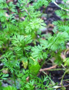 cultivo de zanahoria - pasos para el cultivo de zanahoria