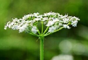 cultivo de zanahoria - pasos para el cultivo de zanahoria