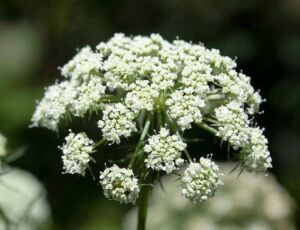 cultivo de zanahoria - pasos para el cultivo de zanahoria