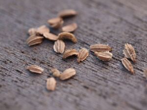 cultivo de zanahoria - pasos para el cultivo de zanahoria